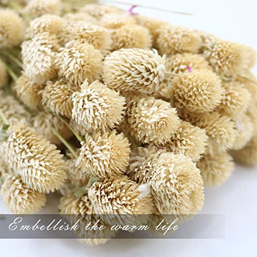 MIHUAGE Dried Flower White Globe Amaranth Dry Flower Bundles 100% Naturally for Home Decor Party (White)