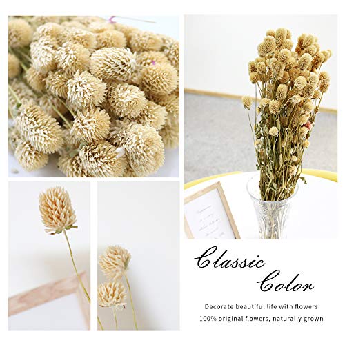 MIHUAGE Dried Flower White Globe Amaranth Dry Flower Bundles 100% Naturally for Home Decor Party (White)