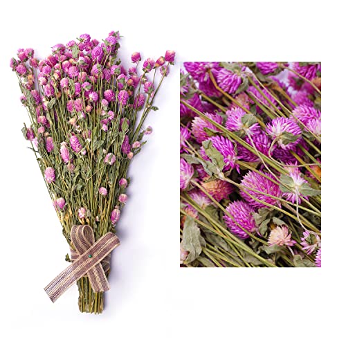 MIHUAGE Dried Flower White Globe Amaranth Dry Flower Bundles 100% Naturally for Home Decor Party (Pink&White)