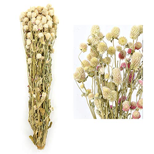 MIHUAGE Dried Flower White Globe Amaranth Dry Flower Bundles 100% Naturally for Home Decor Party (White)