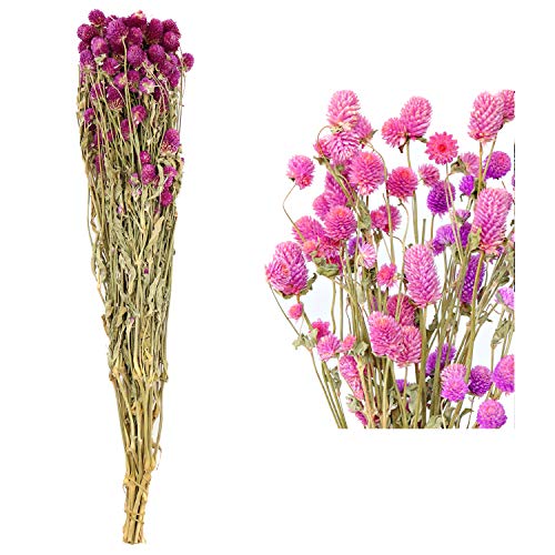 MIHUAGE Dried Flower White Globe Amaranth Dry Flower Bundles 100% Naturally for Home Decor Party (Purple)