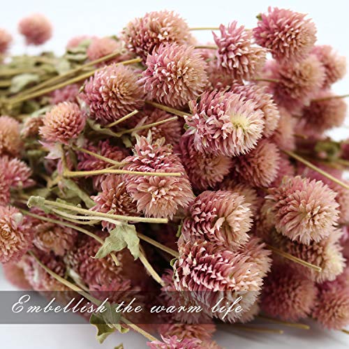 MIHUAGE Dried Flower White Globe Amaranth Dry Flower Bundles 100% Naturally for Home Decor Party (Pink)