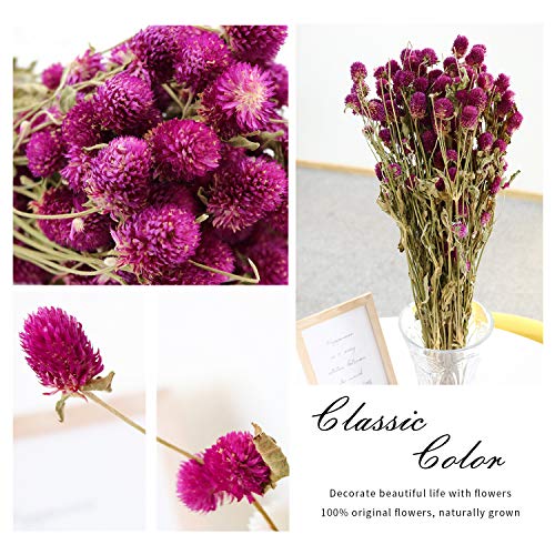 MIHUAGE Dried Flower White Globe Amaranth Dry Flower Bundles 100% Naturally for Home Decor Party (Purple)