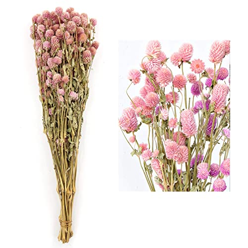 MIHUAGE Dried Flower White Globe Amaranth Dry Flower Bundles 100% Naturally for Home Decor Party (Pink)