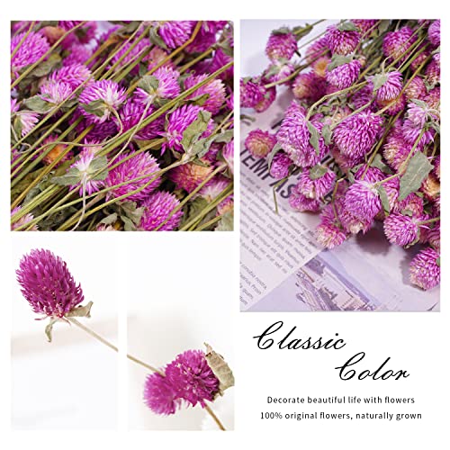 MIHUAGE Dried Flower White Globe Amaranth Dry Flower Bundles 100% Naturally for Home Decor Party (Pink&White)