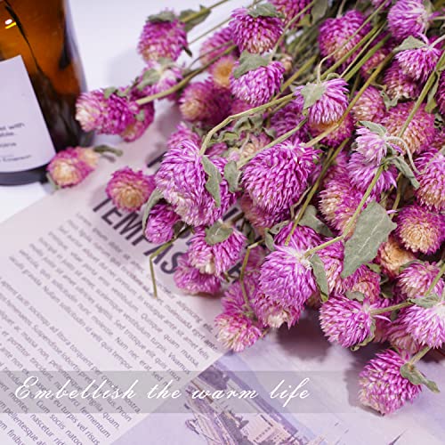 MIHUAGE Dried Flower White Globe Amaranth Dry Flower Bundles 100% Naturally for Home Decor Party (Pink&White)